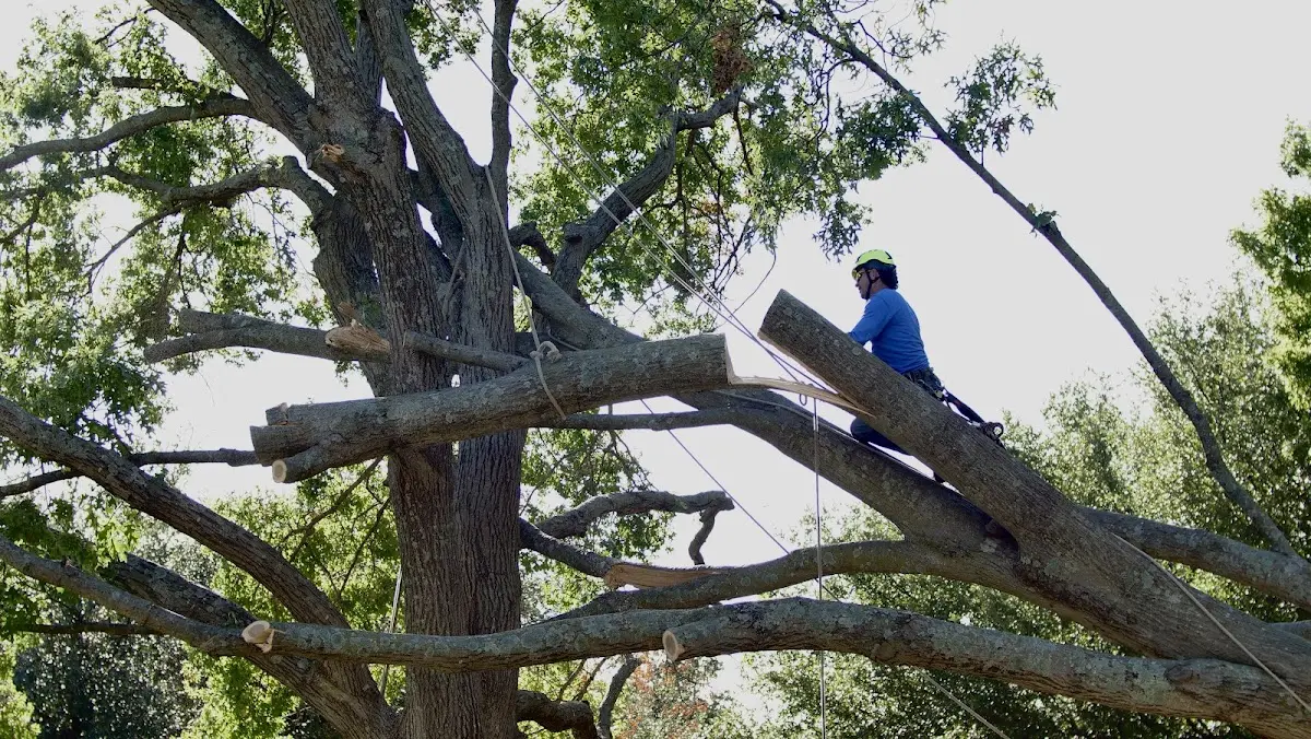 Professional Crown Thinning performed by certified arborists in Scobey